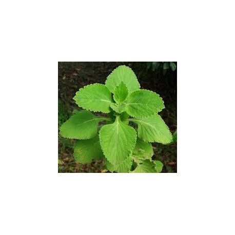 Forskolin 20% kivonat - Coleus forskohlii - 10g