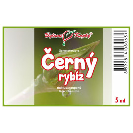 Fekete ribizli rügyek 5 ml - gemmoterápia
