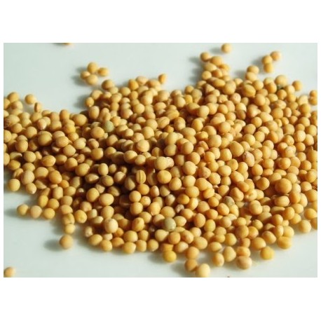 Fehér mustármag - Sinapis alba - összesen 100 g