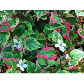 Houttuynia cordata - Houttuynia cordata - 250 g apróra vágva
