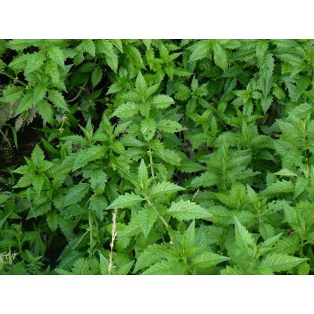 Lycopus europaeus - 100 g őrölt