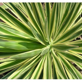 Yucca levél - Yucca aloifolia - 100g apróra vágva