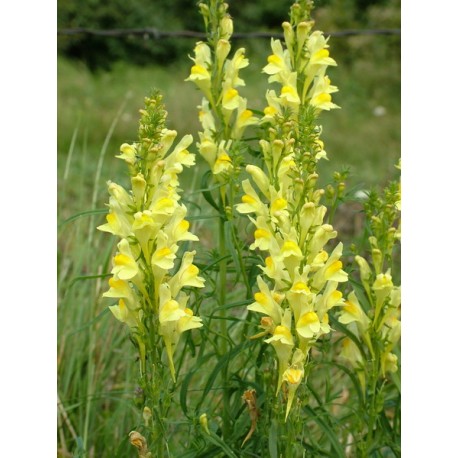 Linaria vulgaris - 100 g apróra vágva