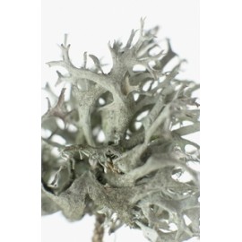 Izlandi zuzmó - Cetraria islandica - 50g őrölt