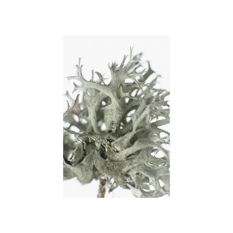 Izlandi zuzmó - Cetraria islandica - 50g őrölt