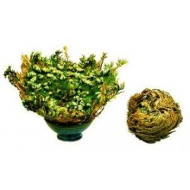 Jerikói rózsa - Selaginella lepidophylla - 10x nagy