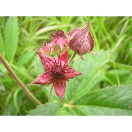 Mocsári garnéla - Comarum palustre - 50g aprított