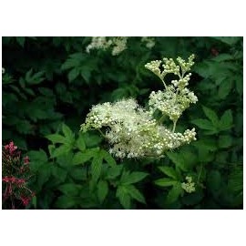 Bodza leander - Filipendula ulmaria - 100 g apróra vágva