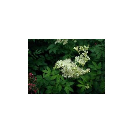 Bodza leander - Filipendula ulmaria - 100 g apróra vágva